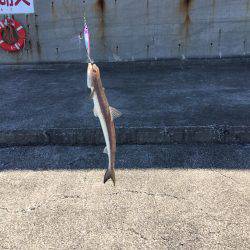 ハマチを釣りに行ったものの。。。