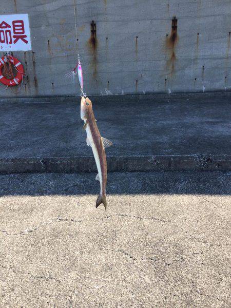 ハマチを釣りに行ったものの。。。