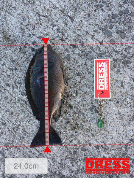 本日の釣果報告です！