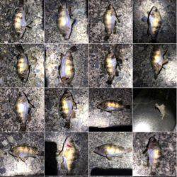 爆釣ポイント探し！