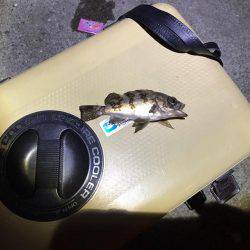 メバルのサイズ小さめ、少し肌寒い中