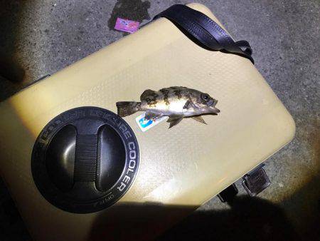 メバルのサイズ小さめ、少し肌寒い中