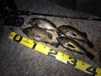 メバリング好調