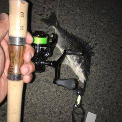 いきなり鱗つけ成功！