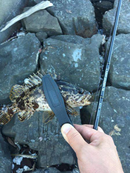 ロックフィッシュ