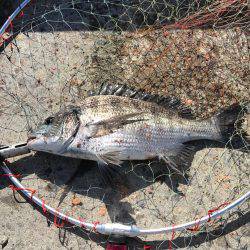 田辺で紀州釣り