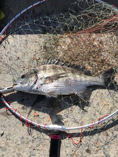田辺で紀州釣り