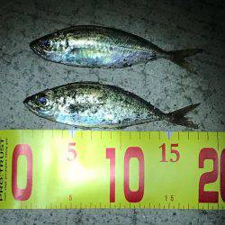 初、アジングに挑戦