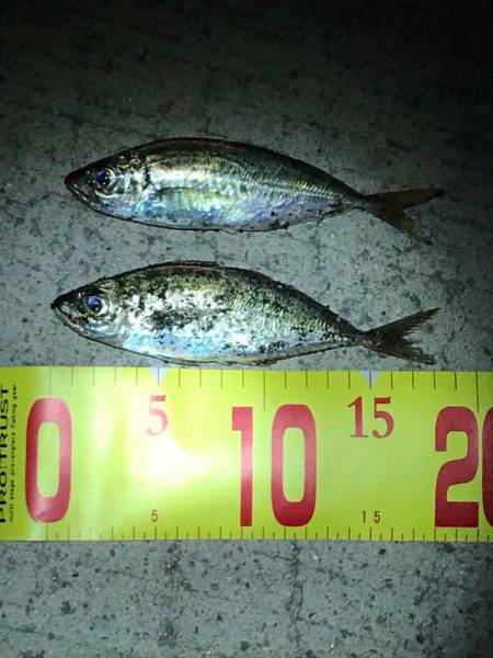 初、アジングに挑戦