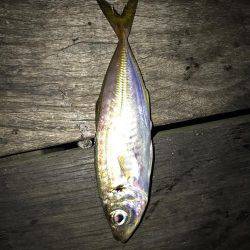 豆アジングで爆釣！