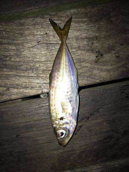 豆アジングで爆釣！