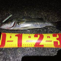 バチパターンシーバス