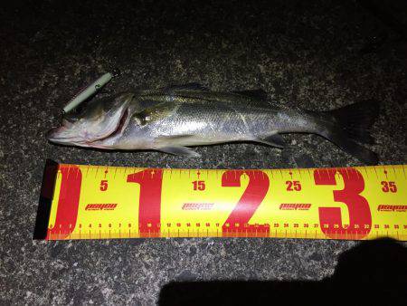 バチパターンシーバス