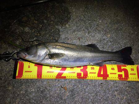 バチパターンシーバス