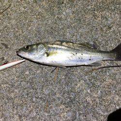 バチパターンシーバス