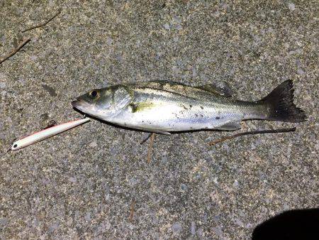 バチパターンシーバス