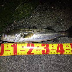 バチパターンシーバス