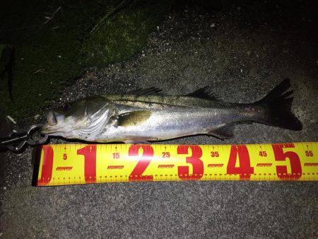 バチパターンシーバス