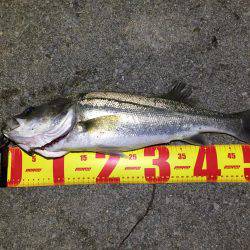 バチパターンシーバス