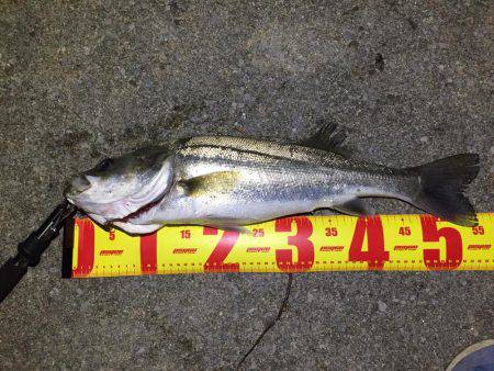 バチパターンシーバス