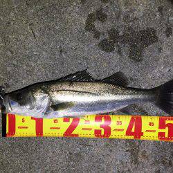 バチパターンシーバス