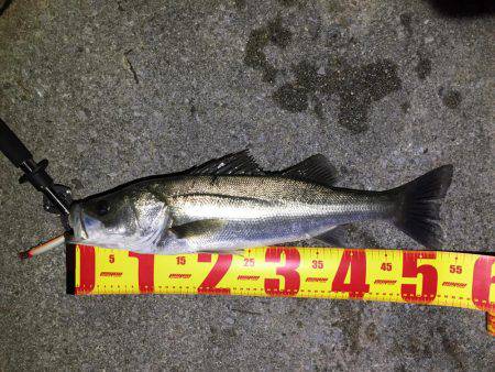 バチパターンシーバス