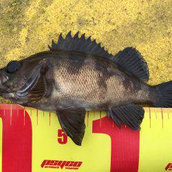 癒しのデイメバリング