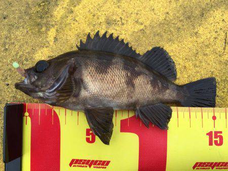 癒しのデイメバリング