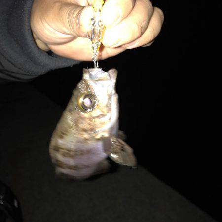 久しぶりのメバリング！！まだ浅場にいた！！…