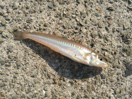 北公園ちょい投げキス釣り