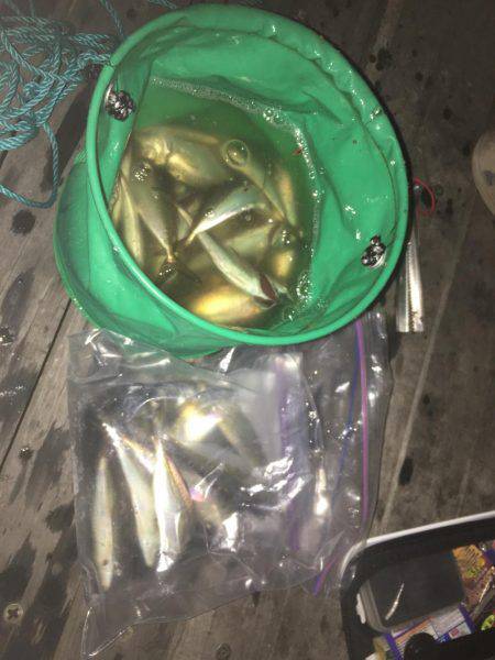 アジング爆釣！