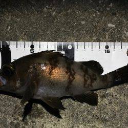 シャローでメバリング中に珍客も。