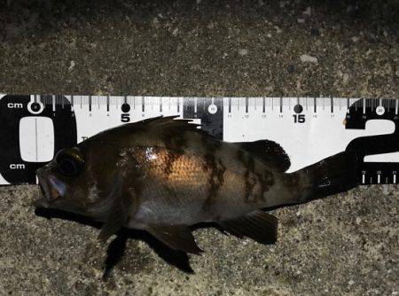 シャローでメバリング中に珍客も。