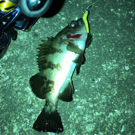 メバリング好調！