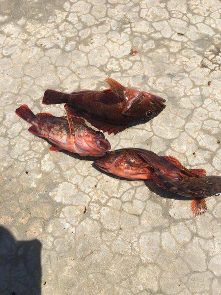 真昼間のガシリング