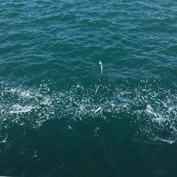 釣った魚を餌に、、、