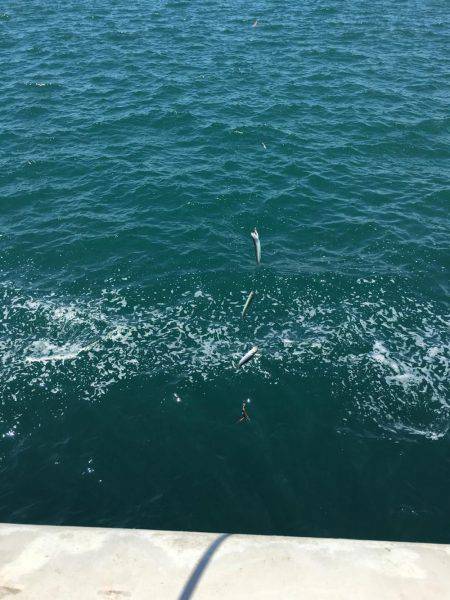 釣った魚を餌に、、、