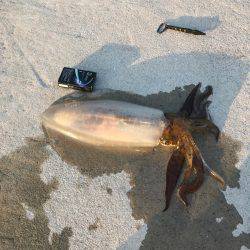 やっと春イカ…