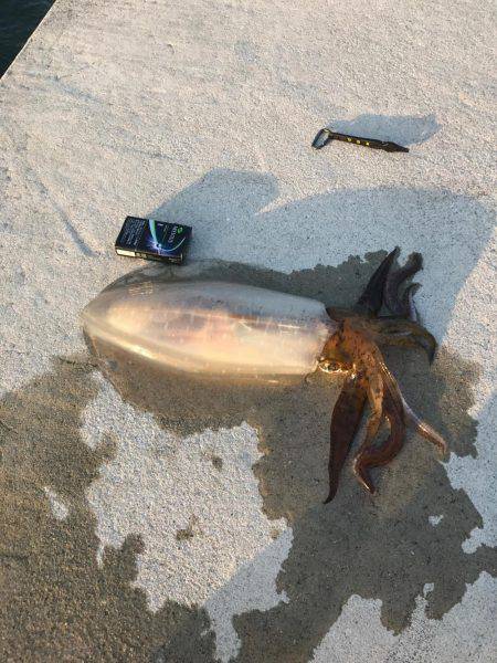 やっと春イカ…