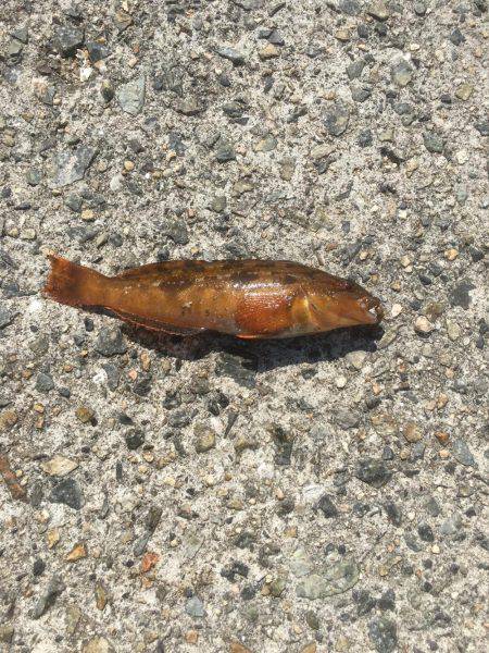 チョイ投げ練習