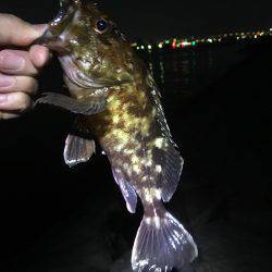 チヌは釣れない