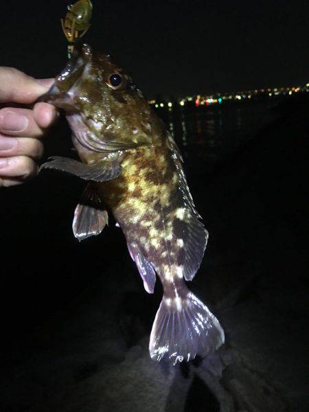 チヌは釣れない