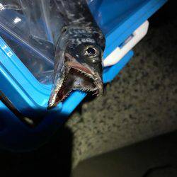 今年初タチウオ