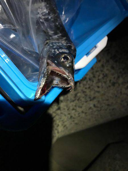 今年初タチウオ