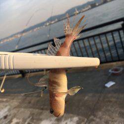 アジの時合いは短し