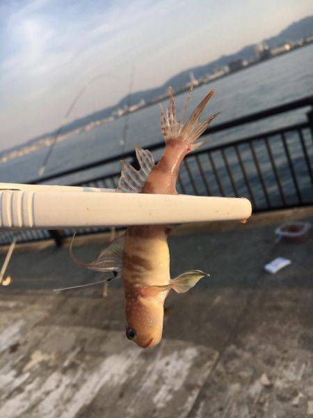 アジの時合いは短し