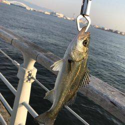 チニング？後シーバス