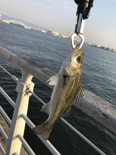 チニング？後シーバス