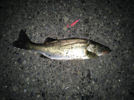 前日と同じ場所へ