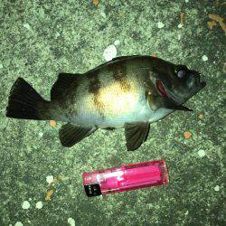 メバリング好調でした！